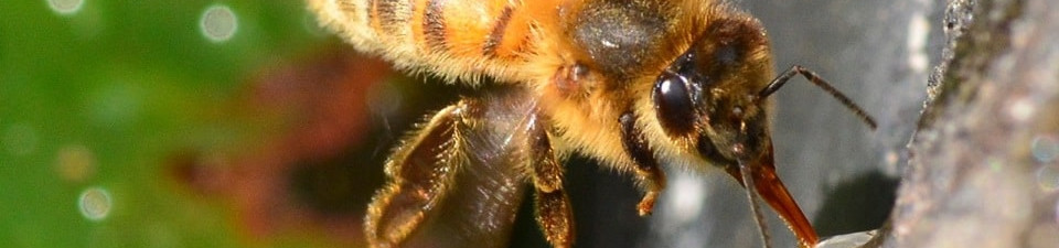 bee collecting nectar